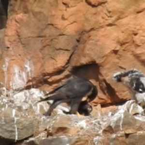 Falco peregrinus at Paddys River, ACT - 3 Nov 2023