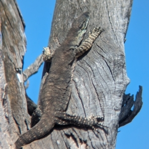 Varanus varius at Walla Walla, NSW - 3 Nov 2023