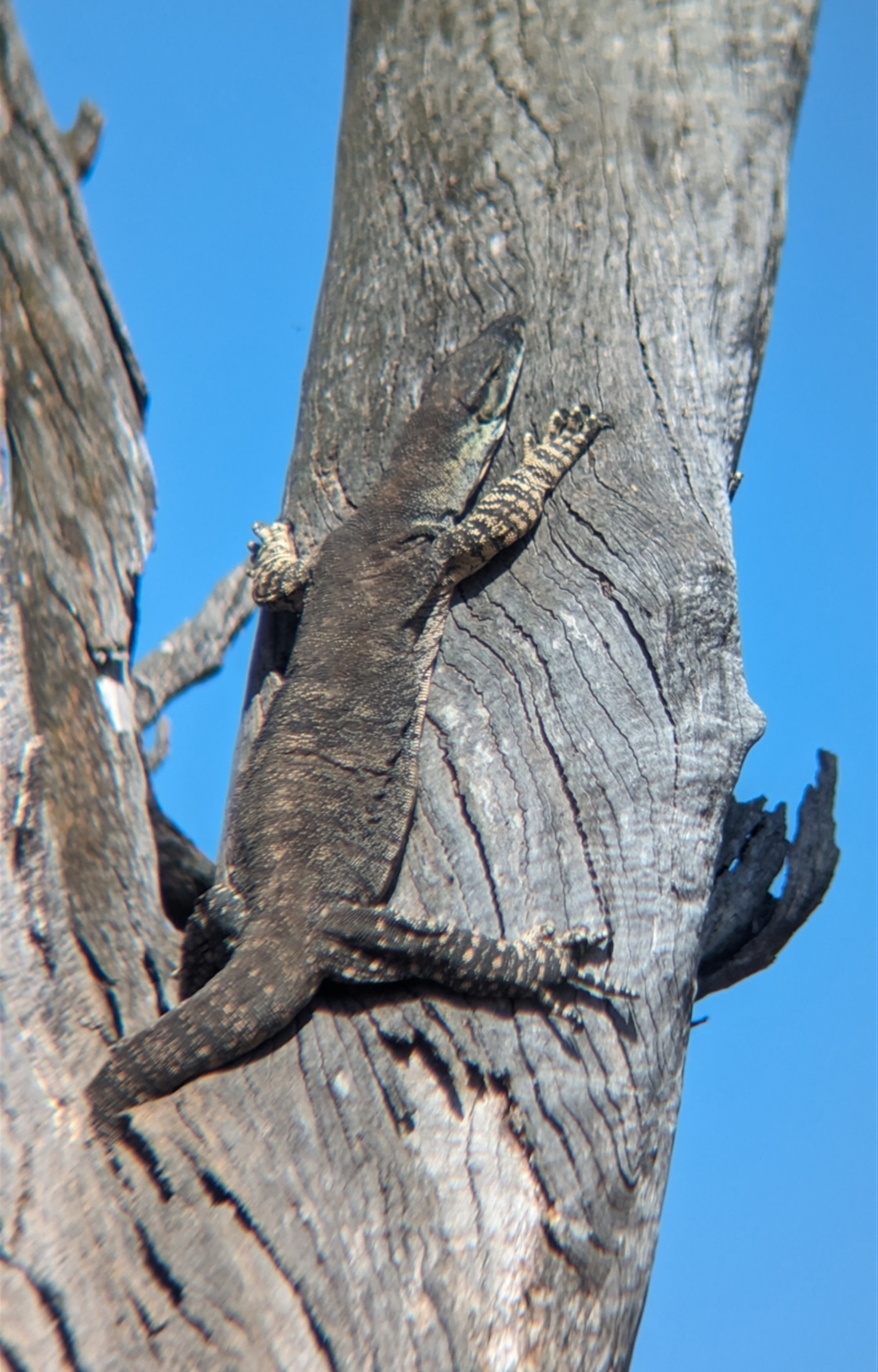 Varanus varius at Walla Walla, NSW - suppressed