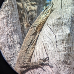 Varanus varius at Walla Walla, NSW - suppressed