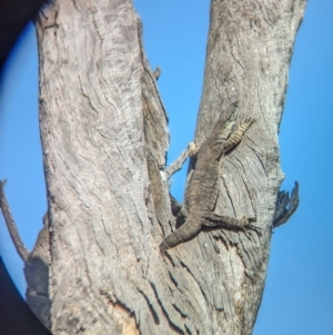 Varanus varius at Walla Walla, NSW - 3 Nov 2023