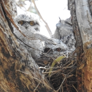 Podargus strigoides at Tuggeranong, ACT - 3 Nov 2023