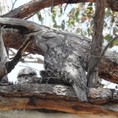 Podargus strigoides at Tuggeranong, ACT - 3 Nov 2023