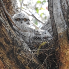 Podargus strigoides at Tuggeranong, ACT - 3 Nov 2023