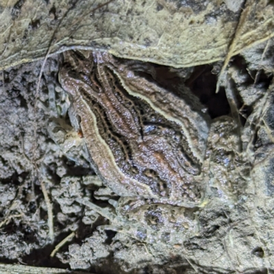 Crinia signifera (Common Eastern Froglet) at Lions Youth Haven - Westwood Farm - 2 Nov 2023 by HelenCross