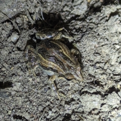 Crinia signifera at Stromlo, ACT - 2 Nov 2023