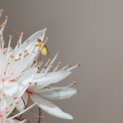 Chloromerus sp. at Beechworth, VIC - 29 Oct 2023 by KylieWaldon