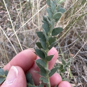 Acacia vestita at Aranda, ACT - 3 Nov 2023