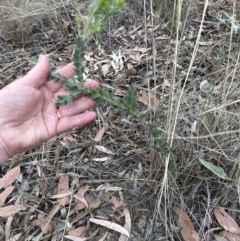 Acacia vestita at Aranda, ACT - 3 Nov 2023