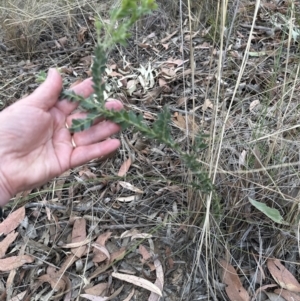 Acacia vestita at Aranda, ACT - 3 Nov 2023