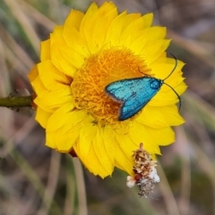 Pollanisus (genus) (A Forester Moth) at Wanniassa Hill - 3 Nov 2023 by Mike