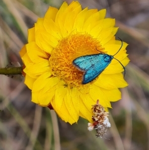 Pollanisus (genus) at Tuggeranong, ACT - 3 Nov 2023