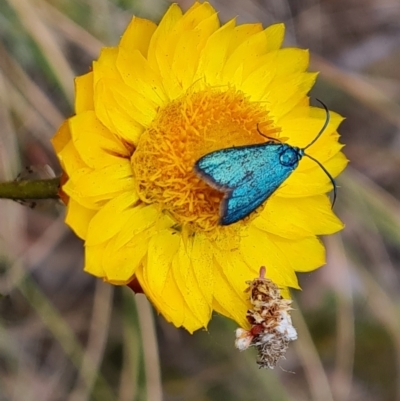 Pollanisus (genus) (A Forester Moth) at Tuggeranong, ACT - 3 Nov 2023 by Mike