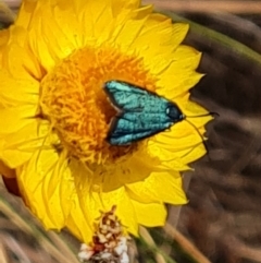 Pollanisus (genus) at Tuggeranong, ACT - 3 Nov 2023 03:01 PM