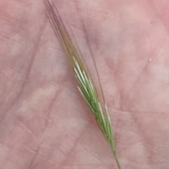Dichelachne crinita (Long-hair Plume Grass) at Aranda, ACT - 3 Nov 2023 by lbradley