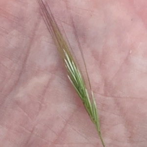 Dichelachne crinita at Aranda Bushland - 3 Nov 2023