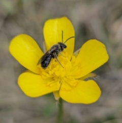 Lasioglossum (Chilalictus) lanarium (Halictid bee) at QPRC LGA - 3 Nov 2023 by Csteele4