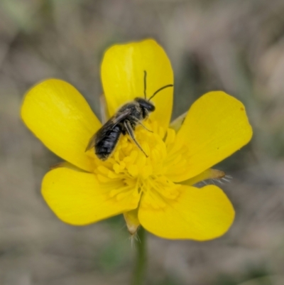 Lasioglossum (Chilalictus) lanarium (Halictid bee) at QPRC LGA - 3 Nov 2023 by Csteele4