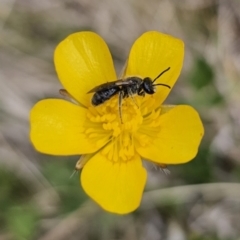 Lasioglossum (Chilalictus) lanarium at Captains Flat, NSW - 3 Nov 2023