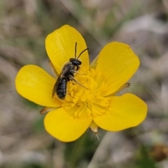 Lasioglossum (Chilalictus) lanarium at Captains Flat, NSW - 3 Nov 2023