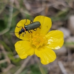 Chauliognathus lugubris (Plague Soldier Beetle) at QPRC LGA - 3 Nov 2023 by Csteele4