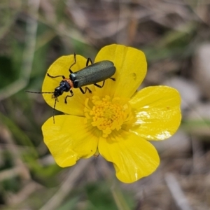 Chauliognathus lugubris at Captains Flat, NSW - 3 Nov 2023