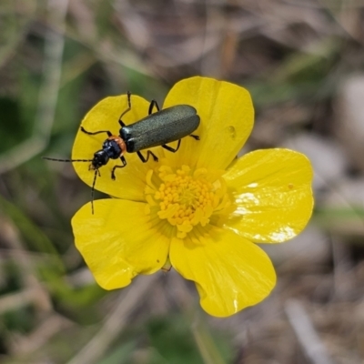 Chauliognathus lugubris (Plague Soldier Beetle) at QPRC LGA - 3 Nov 2023 by Csteele4