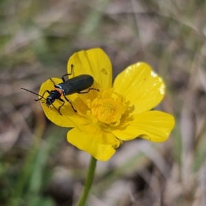 Chauliognathus lugubris at Captains Flat, NSW - 3 Nov 2023