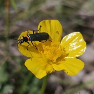 Chauliognathus lugubris at Captains Flat, NSW - 3 Nov 2023