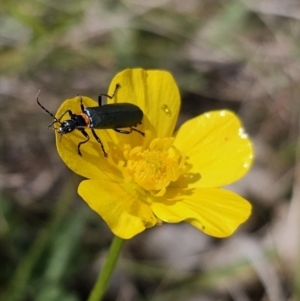 Chauliognathus lugubris at Captains Flat, NSW - 3 Nov 2023