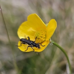 Eleale simplex at Captains Flat, NSW - 3 Nov 2023