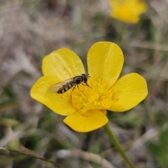 Melangyna sp. (genus) (Hover Fly) at Captains Flat, NSW - 3 Nov 2023 by Csteele4