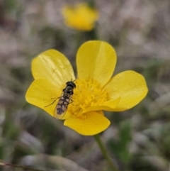 Melangyna sp. (genus) at Captains Flat, NSW - 3 Nov 2023