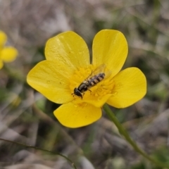 Melangyna sp. (genus) at Captains Flat, NSW - 3 Nov 2023