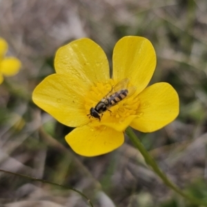 Melangyna sp. (genus) at Captains Flat, NSW - 3 Nov 2023