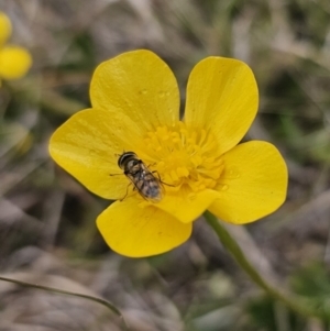 Melangyna sp. (genus) at Captains Flat, NSW - 3 Nov 2023