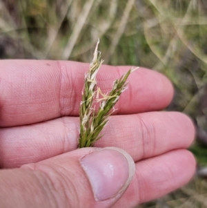 Anthoxanthum odoratum at Captains Flat, NSW - 3 Nov 2023