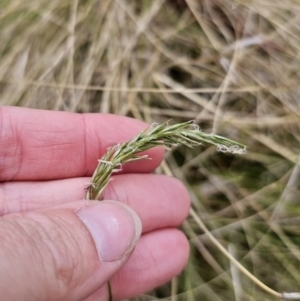 Anthoxanthum odoratum at Captains Flat, NSW - 3 Nov 2023