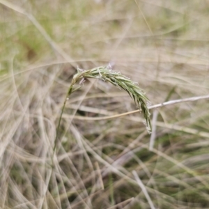 Anthoxanthum odoratum at Captains Flat, NSW - 3 Nov 2023