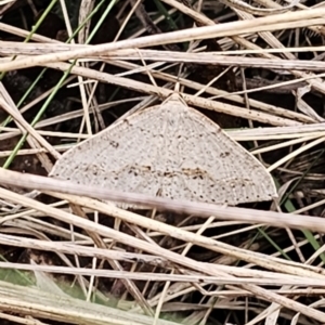 Taxeotis stereospila at Captains Flat, NSW - 3 Nov 2023