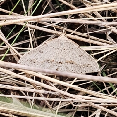 Taxeotis stereospila (Oval-spot Taxeotis (Oenochrominae)) at Captains Flat, NSW - 3 Nov 2023 by Csteele4