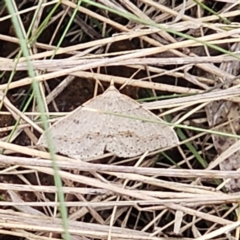 Taxeotis stereospila at Captains Flat, NSW - 3 Nov 2023