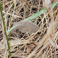 Taxeotis exsectaria at Captains Flat, NSW - 3 Nov 2023