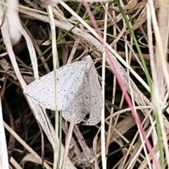 Taxeotis exsectaria at Captains Flat, NSW - 3 Nov 2023