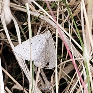 Taxeotis exsectaria at Captains Flat, NSW - 3 Nov 2023