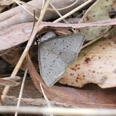 Taxeotis exsectaria at Captains Flat, NSW - 3 Nov 2023 04:18 PM