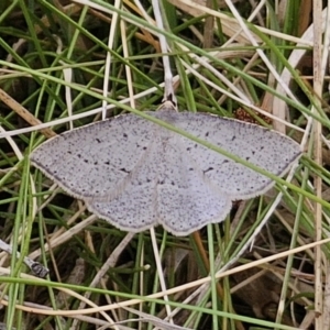 Taxeotis exsectaria at Captains Flat, NSW - 3 Nov 2023