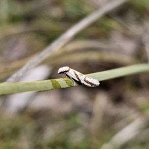 Oxythecta acceptella at Captains Flat, NSW - 3 Nov 2023