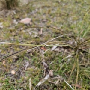 Oxythecta acceptella at Captains Flat, NSW - 3 Nov 2023