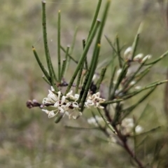 Hakea microcarpa (Small-fruit Hakea) at QPRC LGA - 3 Nov 2023 by Csteele4